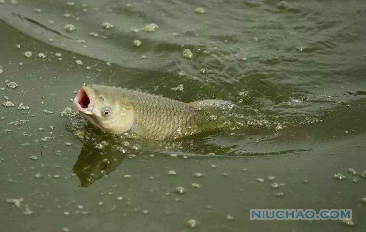 为什么鱼有可能被“淹死”在水里？