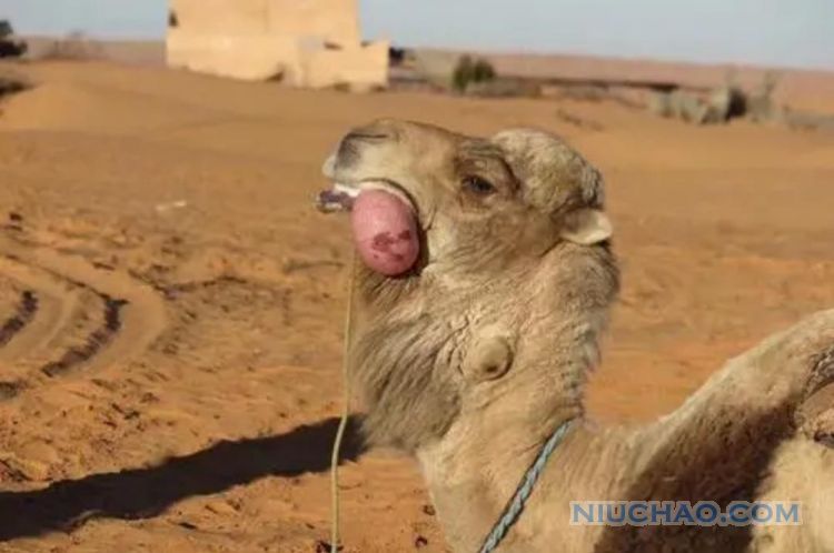 骆驼为什么会从嘴里吐出来粉红色肉球？那是什么？有什么作用？
